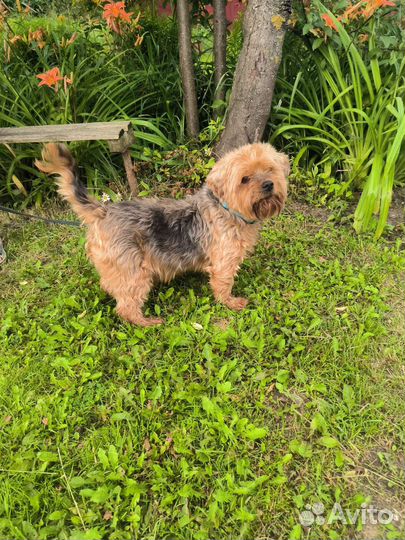 Йоркширский терьер