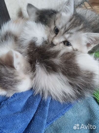 Отдам котят