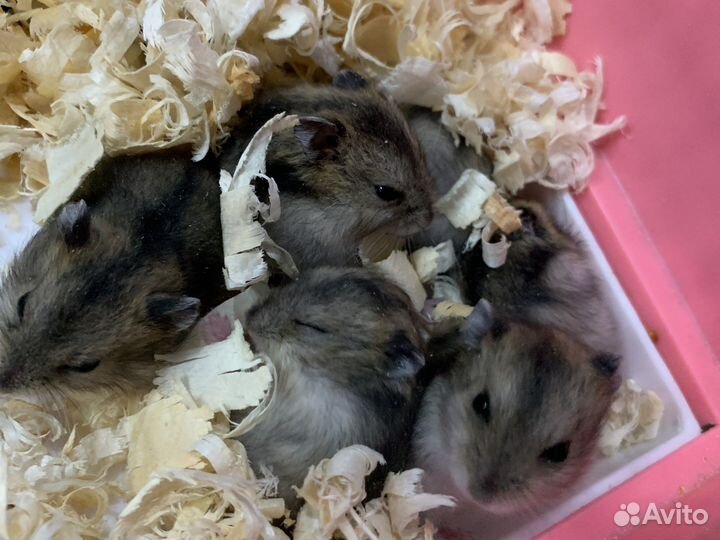 Отдам за шоколадку