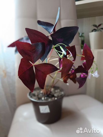 Кислица оксалис