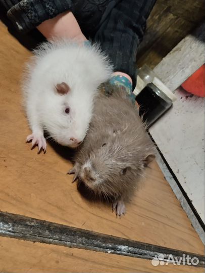 Нутрии на племя