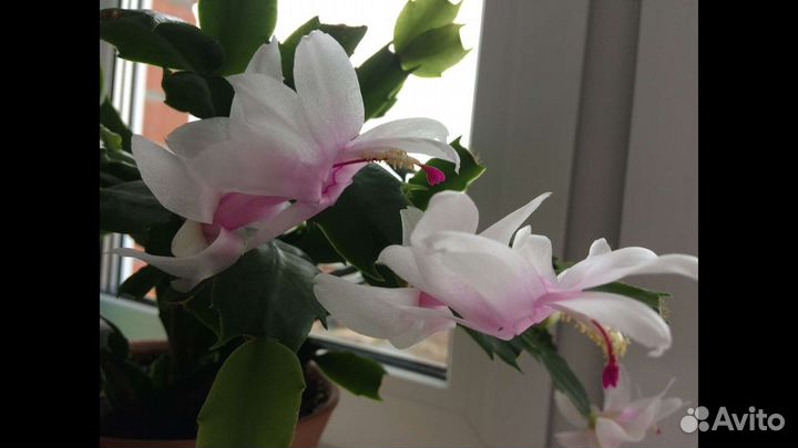 Цветок декабрист