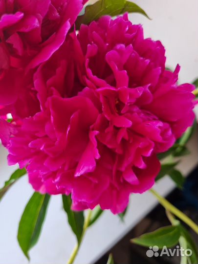 Королевский пион Сара Бернар Редс