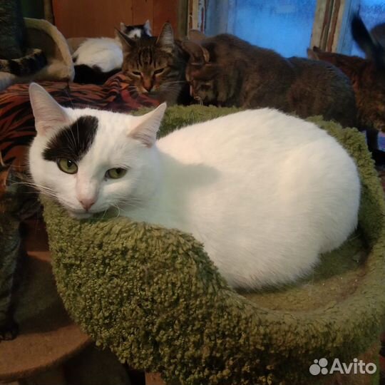 Белоснежный котик с чёрной челкой