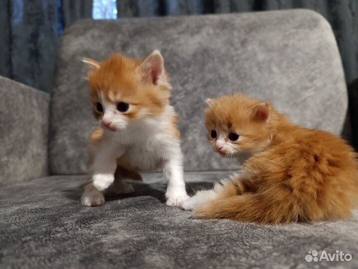 Котята