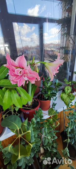 Гиппеаструм амариллис