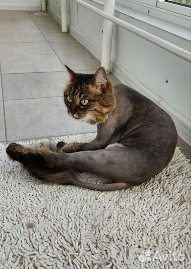 Стрижка кошек (груминг). Выезд на дом