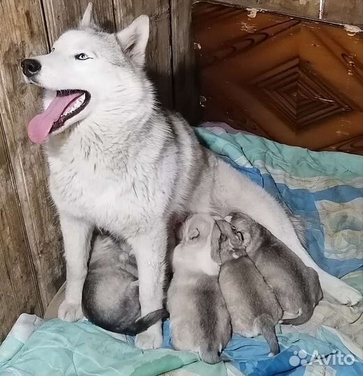 Сибирские хаски