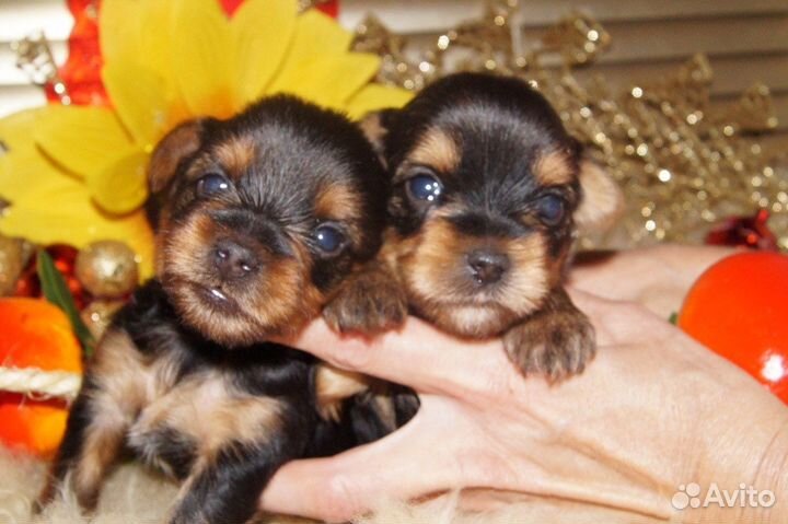 Йорки,док.ркф,клеймом,Казань