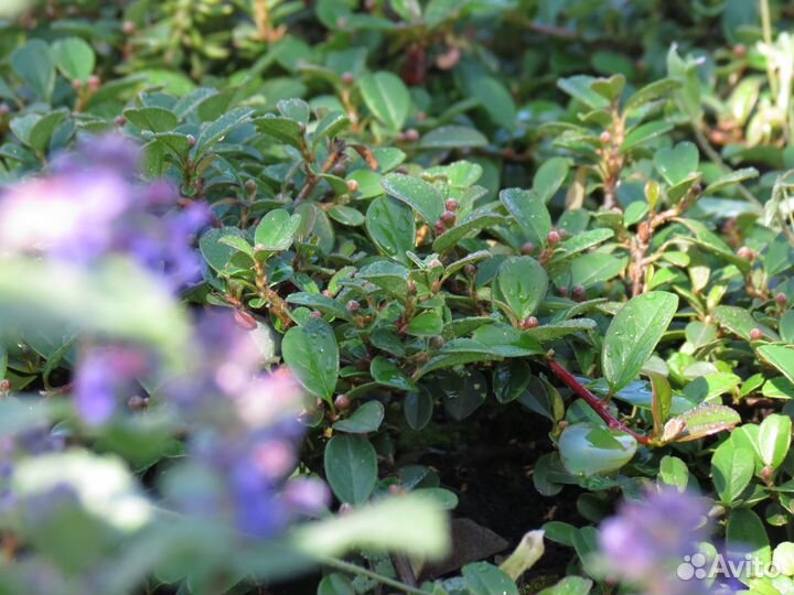 Кизильник почвопокровный Дамера