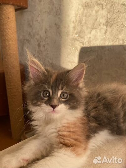 Чистокровные котята породы мейн-кун