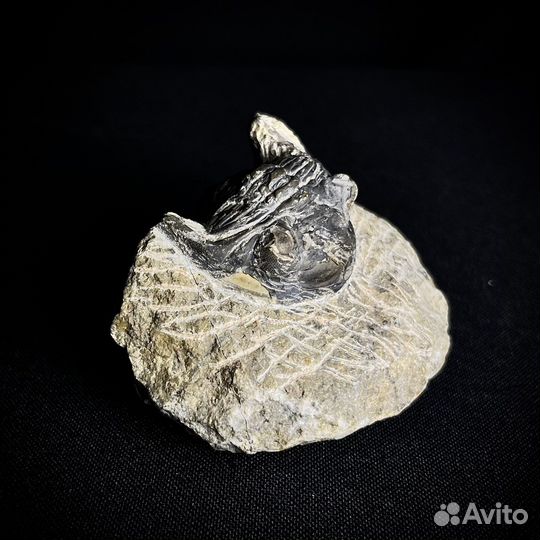 Трилобит окаменелость ископаемое палеонтология