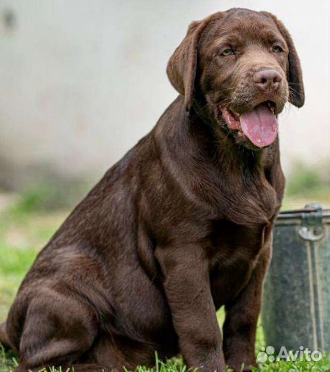 Щенки лабрадора-ретривера