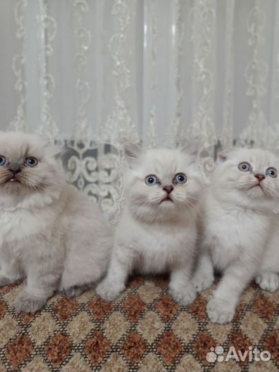 Шотландские котята