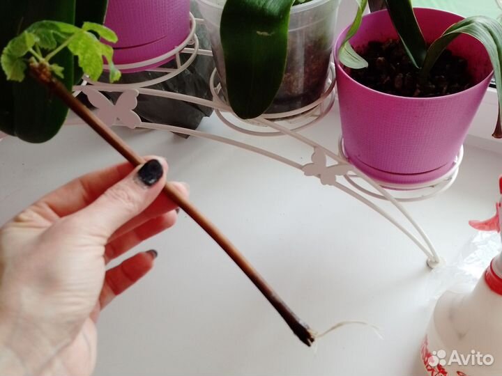 Саженцы винограда