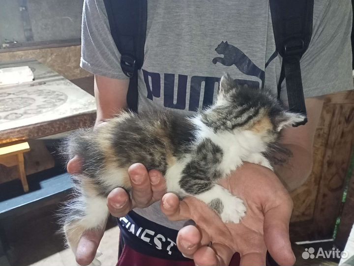 Котятки в добрые руки