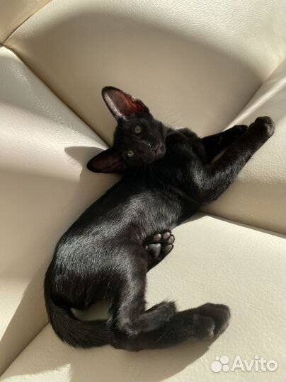 Ориентальная