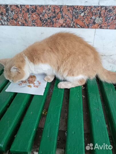 Кошка в добрые руки
