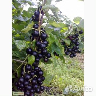 Саженцы смородины 