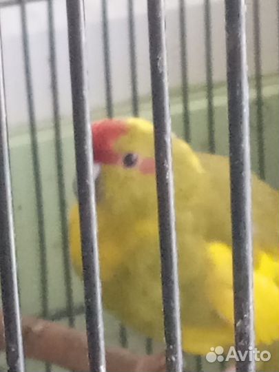 Попугай какарик