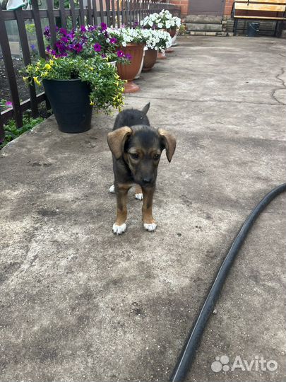 Ласковая девочка дворянской породы