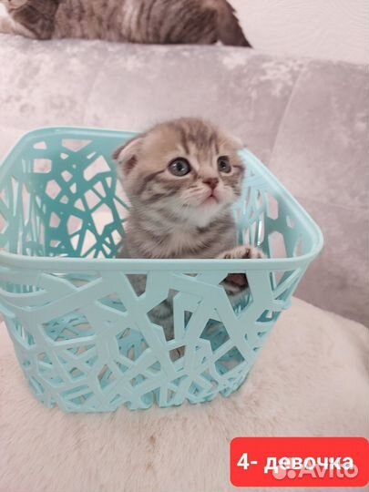 Шотландские котята