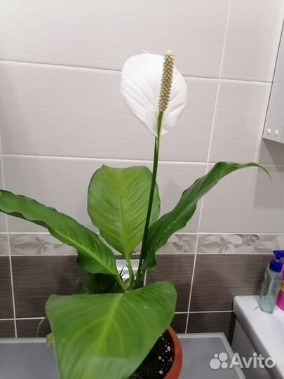 Цветок женское счастье