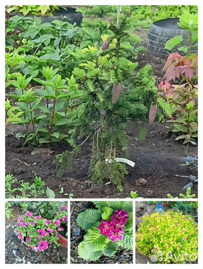 Редкие садовые растения