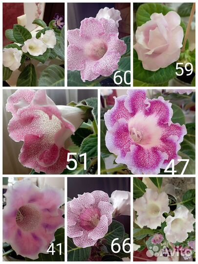 Семена глоксинии