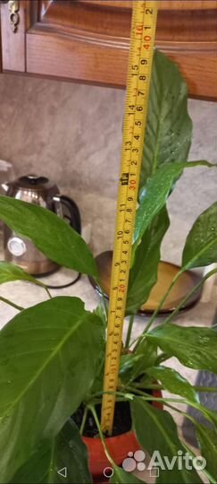 Спатифиллум