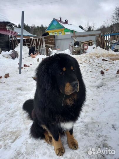 Собаки Вязка. Тибетский мастиф