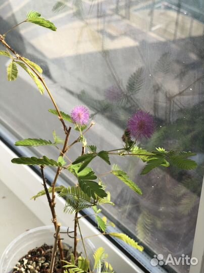 Мимоза стыдливая