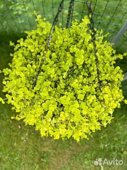 Лизимахия золотая (вербейник монетчатый)