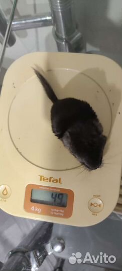 Шиншиллëнок