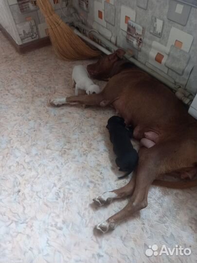 Продам щенков американского питбультерьера