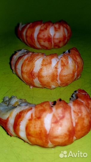 Австралийский красноклешневый рак