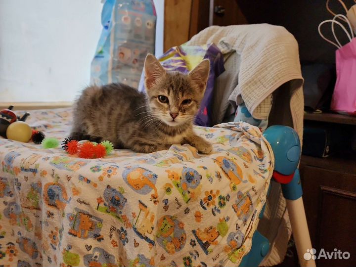 Кошечка в добрые руки