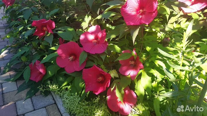 Королевский гибискус