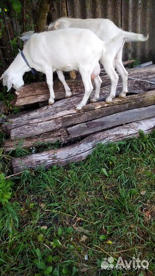 Зааненская коза