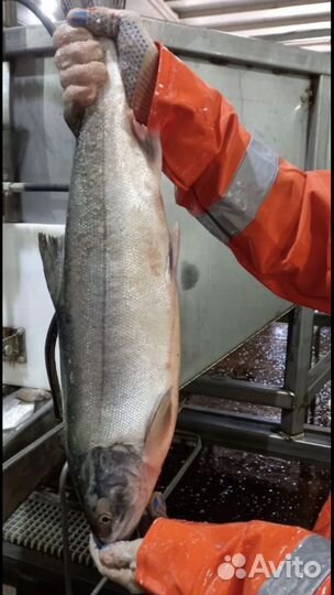 Свежая рыба кета