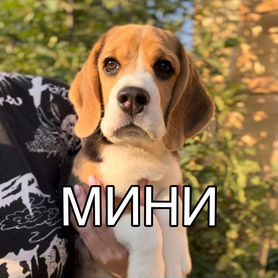 Бигль мини девочка