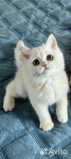 Британские котята шиншилла