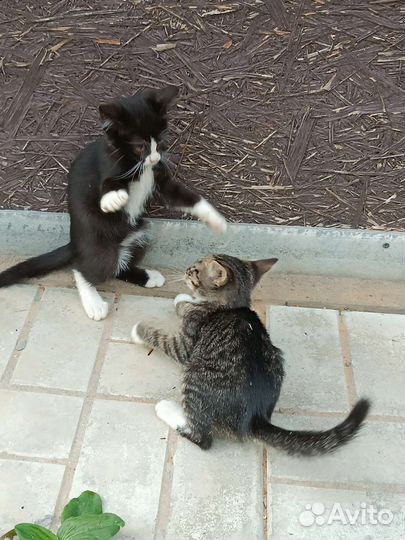 Котенок в дар бесплатно