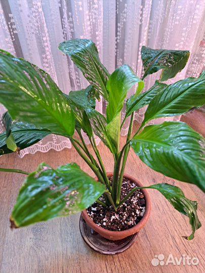 Спатифиллум