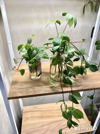 Пеперомия перескиелистная