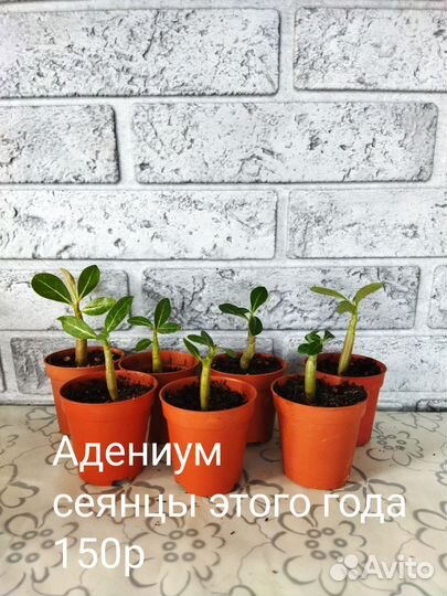 Комнатные растения 2