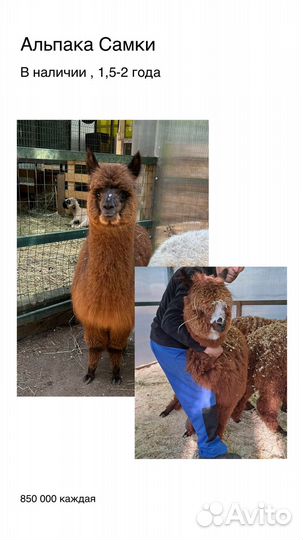 Копытные, керри хилл, олени и другие