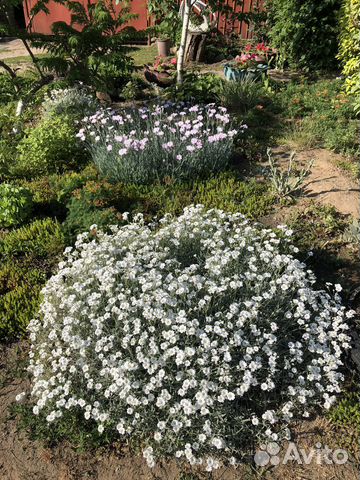 Ирисы,традесканции