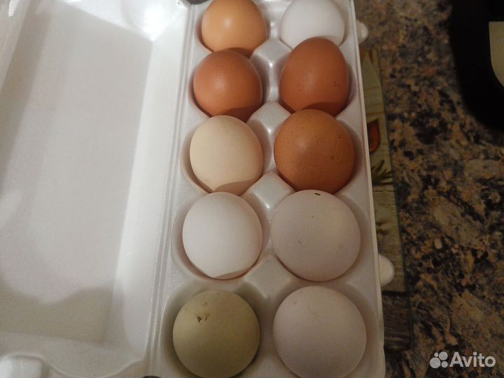 Яйцо домашнее