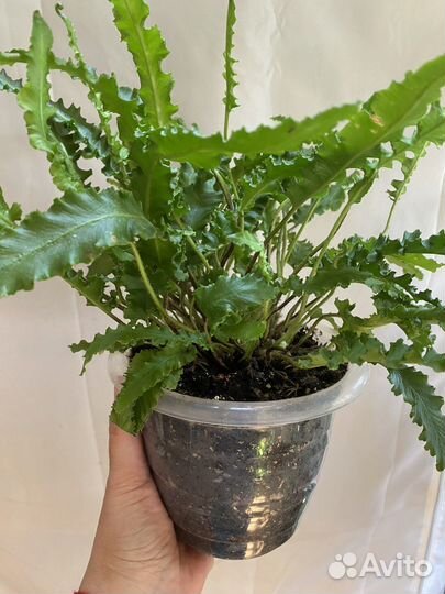 Папоротник